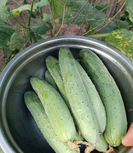 自己家吃不完，一箱5斤，净重5斤，都是新鲜时令蔬菜！