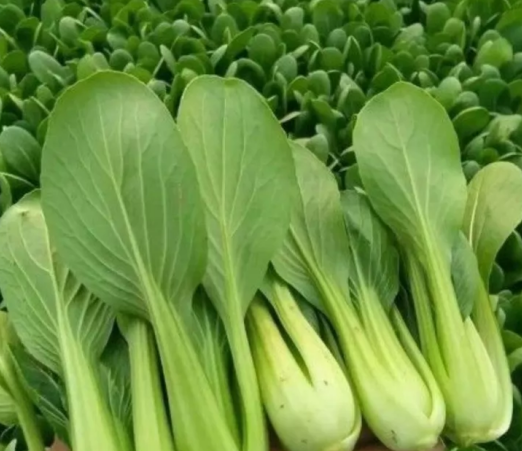 云南青新鲜蔬菜，带箱5斤装，自家菜园子的