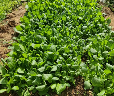 35元5斤低价包邮露天种植有机蔬菜! 35元5斤低价包邮露天种植有机蔬菜!