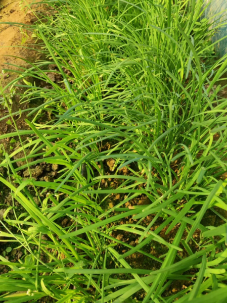 35元5斤低价包邮露天种植有机蔬菜! 35元5斤低价包邮露天种植有机蔬菜!