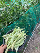 自己种了给孩子吃的绿色健康无公害蔬菜