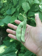 自己家吃不完，一箱5斤，净重5斤，都是新鲜时令蔬菜！
