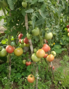 自己家吃不完，一箱5斤，净重5斤，都是新鲜时令蔬菜！