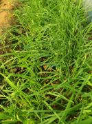 35元5斤低价包邮露天种植有机蔬菜！