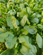 35元5斤低价包邮露天种植有机蔬菜！