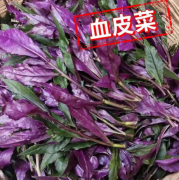 血皮菜新鲜紫背菜观音菜农家自种时令蔬菜全年供货红皮 四斤15