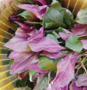 血皮菜新鲜紫背菜观音菜农家自种时令蔬菜全年供货红皮 四斤15