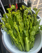 现摘冲菜鼻子菜,清炒做酸菜榨菜自然生长时令蔬菜，现采现发