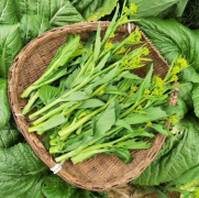 现摘冲菜鼻子菜,清炒做酸菜榨菜自然生长时令蔬菜，现采现发