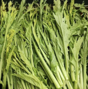 现摘冲菜鼻子菜,清炒做酸菜榨菜自然生长时令蔬菜，现采现发