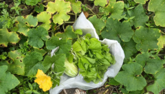 农村自家种的新鲜蔬菜，没有打药，没有科技与狠活。