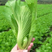 芥菜9斤包邮，新鲜青菜盖菜腌菜蔬菜当季大叶苦菜，可打汤、清炒