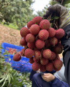 自家果园正宗桂味荔枝现摘现发，6斤装包邮！