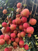 自家果园正宗桂味荔枝现摘现发，6斤装包邮！