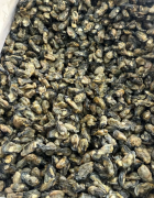 180头左右新鲜生蚝干，今年新上市蚝味很足，够香够甜