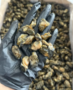 180头左右新鲜生蚝干，今年新上市蚝味很足，够香够甜