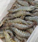 新鲜海水虾，肉质紧实，虾体完整包邮，也可自提