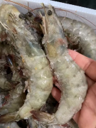 新鲜海水虾，肉质紧实，虾体完整包邮，也可自提
