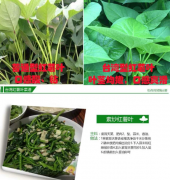 新鲜食用地瓜叶3斤番薯叶苗台湾红薯苗叶农家有机蔬菜