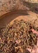 豆角芸豆干 蔬菜干 干熟菜 无公害有机蔬菜